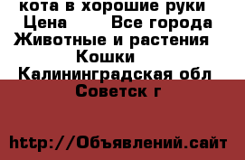 кота в хорошие руки › Цена ­ 0 - Все города Животные и растения » Кошки   . Калининградская обл.,Советск г.